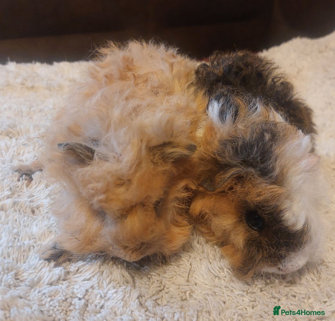 Guinea Pig rodents for sale: Lunkarya texal guineapigs  - Advert 8