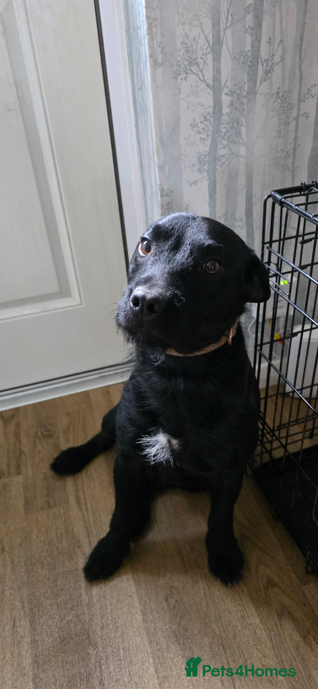 Patterdale Terrier dogs for sale: Patterdale 1 year old male in Pevensey - Advert 2