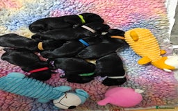 Miniature Schnauzer dogs for sale: Beautiful KC Miniature Schnauzer Puppies  - Image 10