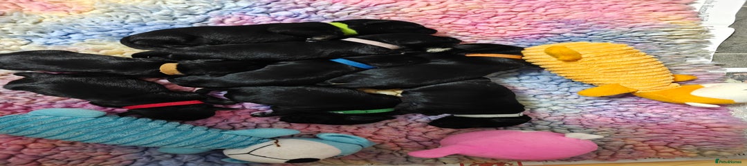 Miniature Schnauzer Puppy 2