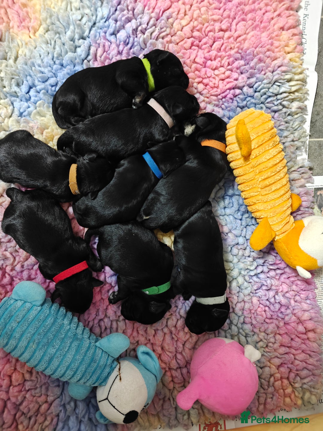 Miniature Schnauzer dogs for sale: Beautiful KC Miniature Schnauzer Puppies  - Image 10