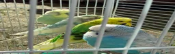 Budgerigars birds for sale: Budgies for sale in Norbury in London - Advert 6