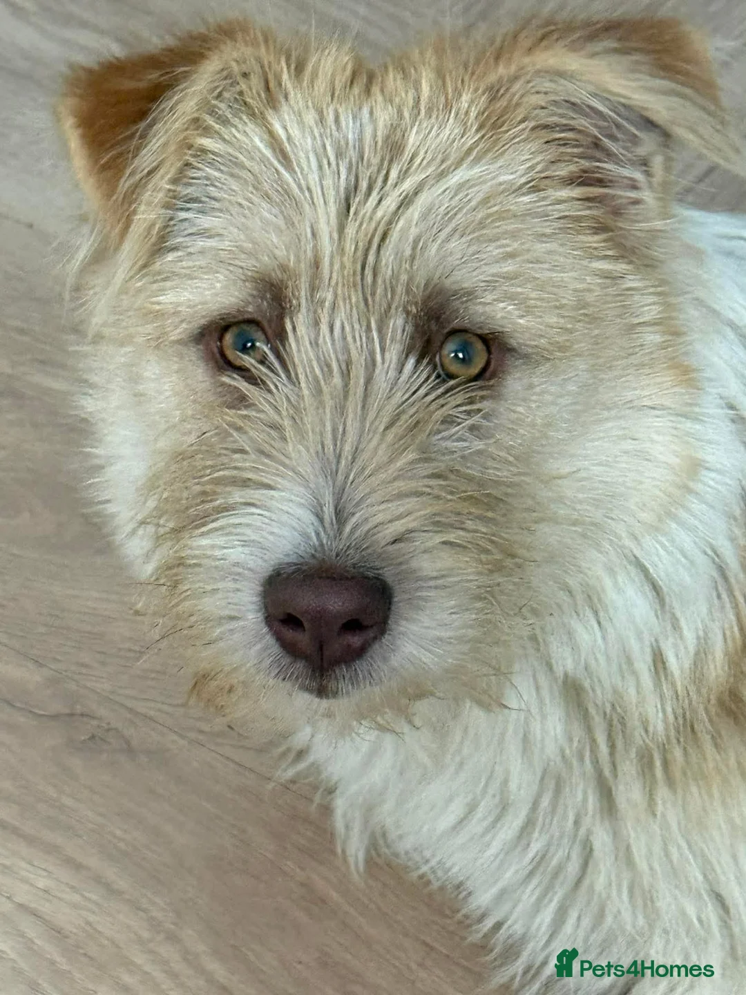 Mixed Breed dogs for adoption: Waffles  - Advert 2