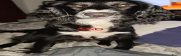 Sproodle dogs for sale: 6 beautiful sproodle puppies in Wigton - Advert 2