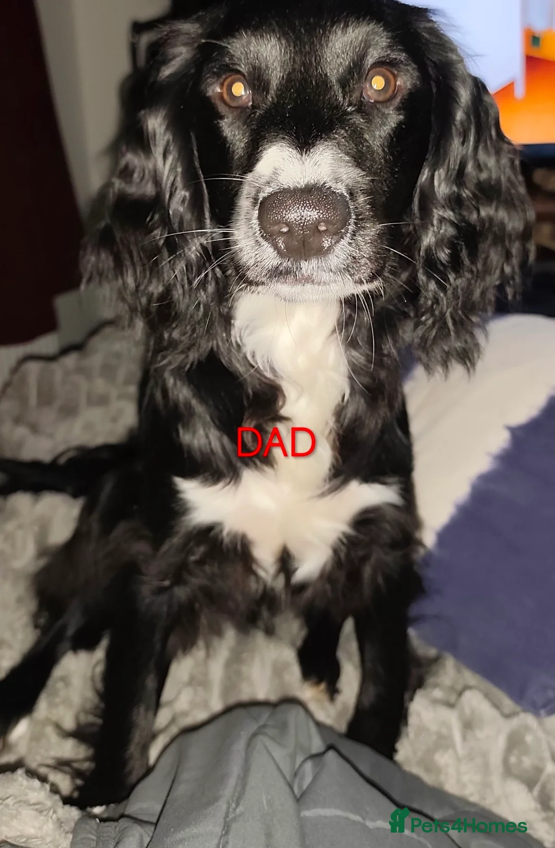 Sproodle dogs for sale: 6 beautiful sproodle puppies in Wigton - Advert 2