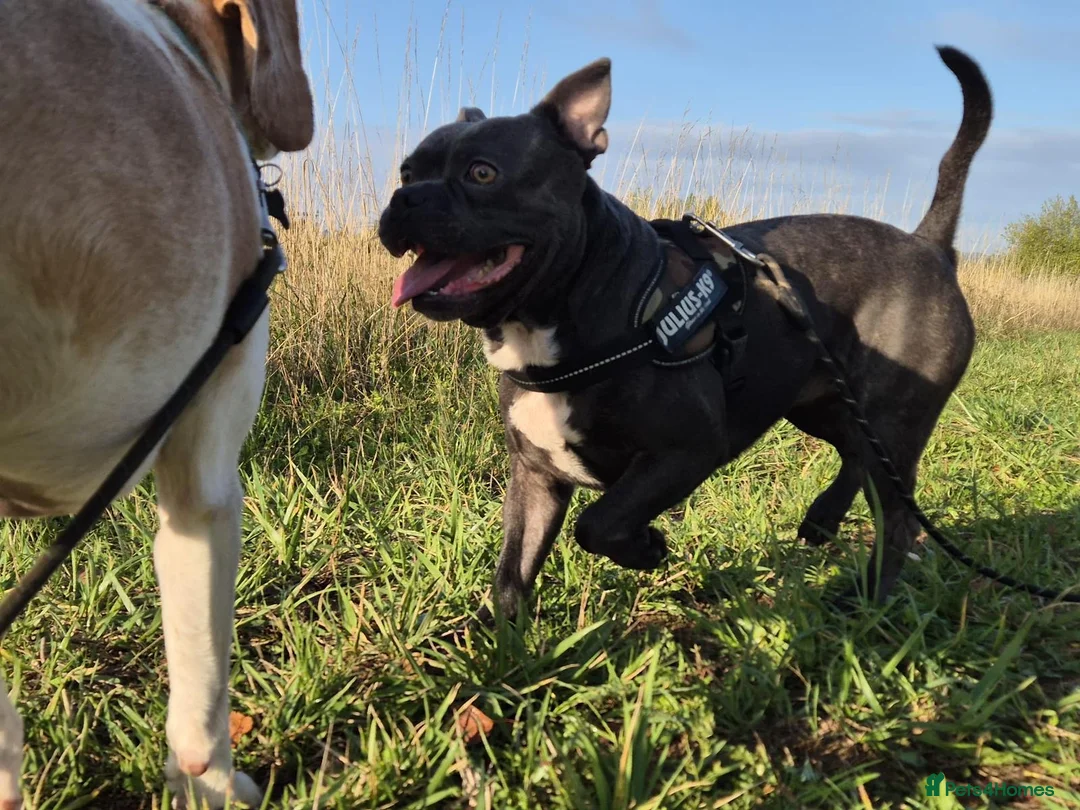 Mixed Breed dogs for stud: Blue, staff x frenchie - Advert 5