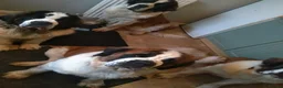 Saint Bernard dogs for sale: Rough Coated Pure St. Bernards - Advert 4