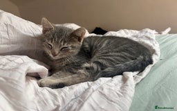 Domestic Shorthair cats for sale: Beautifully bonded brother & sister to go together - Image 7
