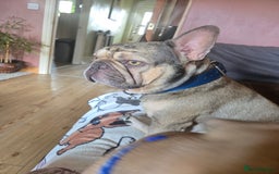 French Bulldog dogs for sale: 5 beautiful healthy French bulldogs. - Image 5