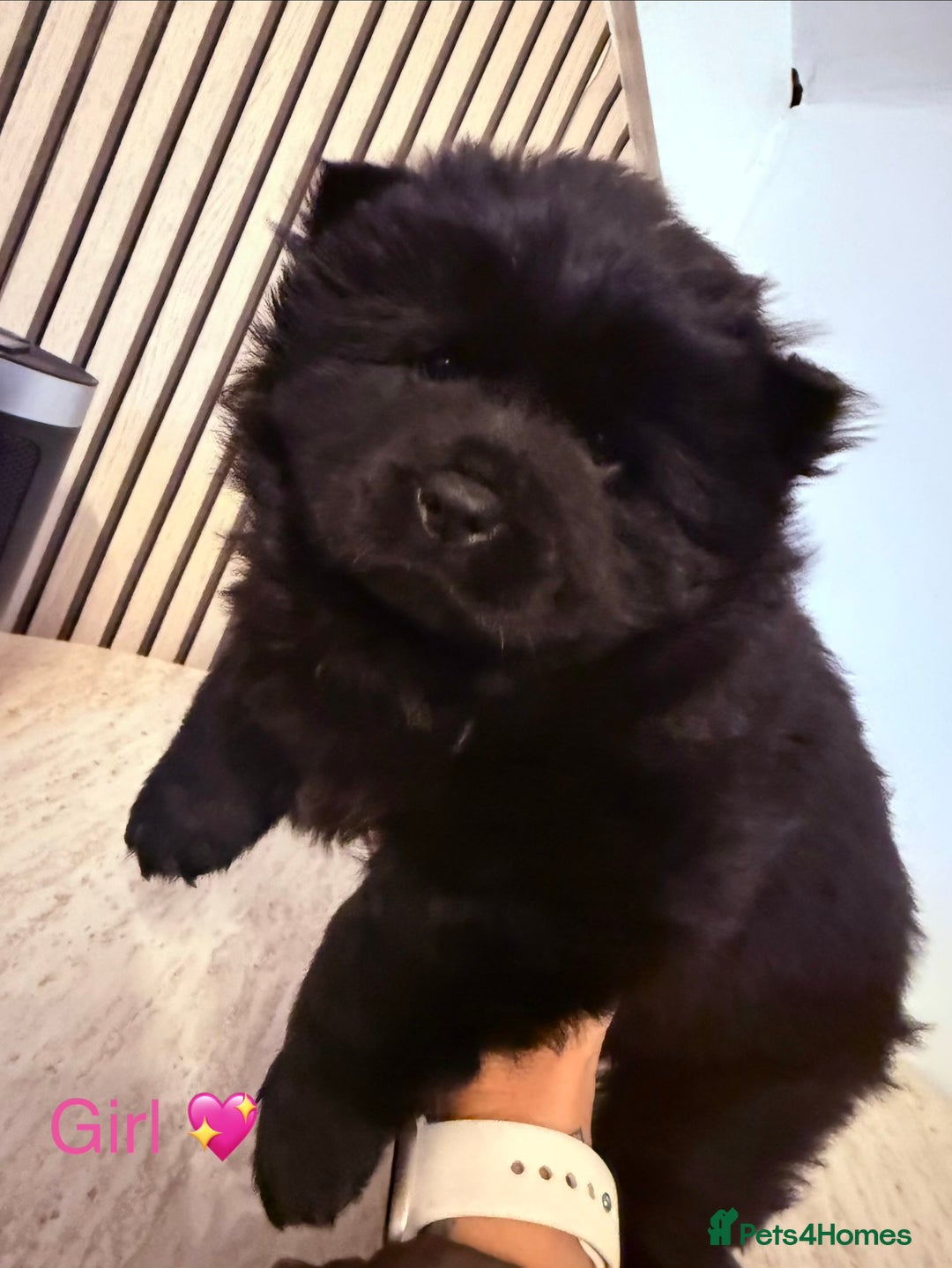 Chow Chow dogs for sale: Merle chow chow - Advert 3