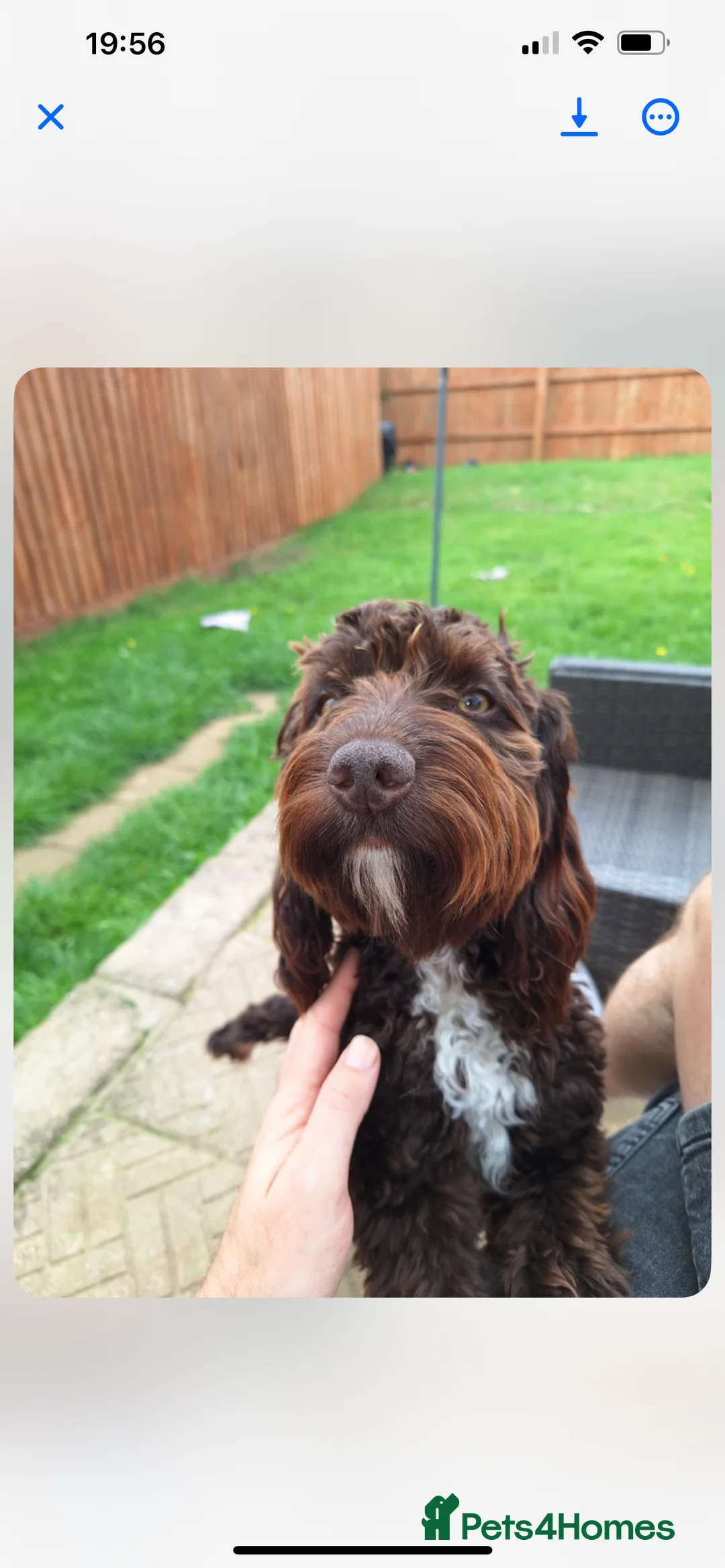 Cockapoo dogs for sale: cockapoos for rehoming. 16 months  - Advert 2
