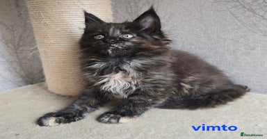 Maine Coon cats - Advert 15