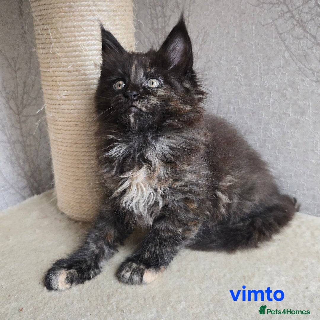 Maine Coon cats for sale: Maine Coon Kittens Tortie/Torbie Russian lines - Image 3
