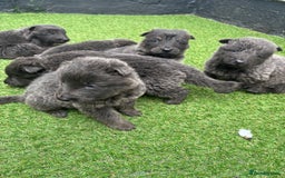 German Shepherd dogs for sale: Blue German shepherd puppies - Image 3