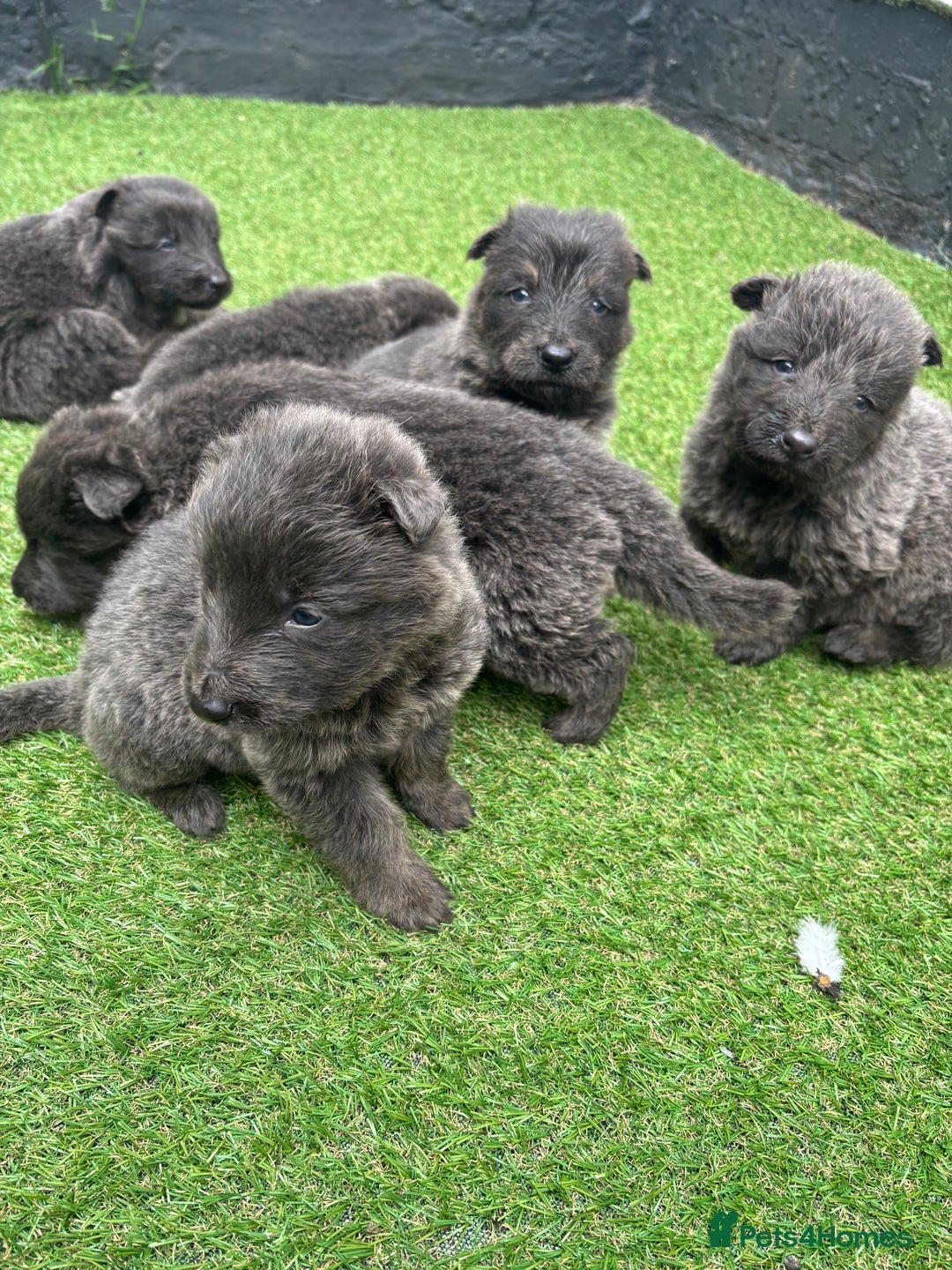 German Shepherd dogs for sale: Blue German shepherd puppies - Image 3