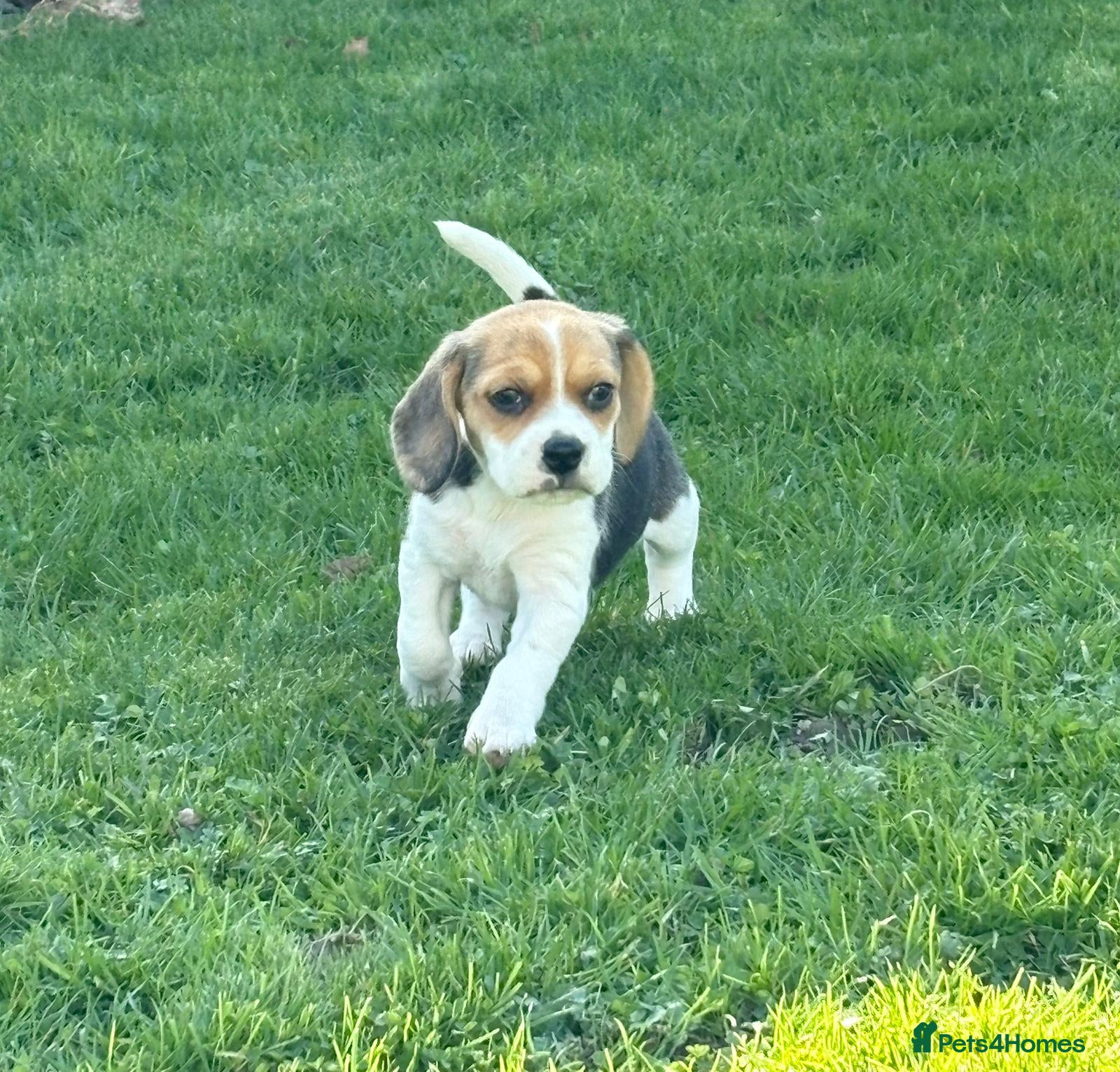 Beagle dogs 💓1 Beautiful girl looking for her forever home 💓 - Advert 2