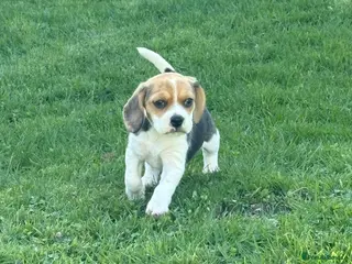 Beagle dogs 💓1 Beautiful girl looking for her forever home 💓 - Advert 2