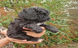 Cockapoo dogs for sale: VANASUZE SHOW TYPE F1b COCKAPOOS - Image 5