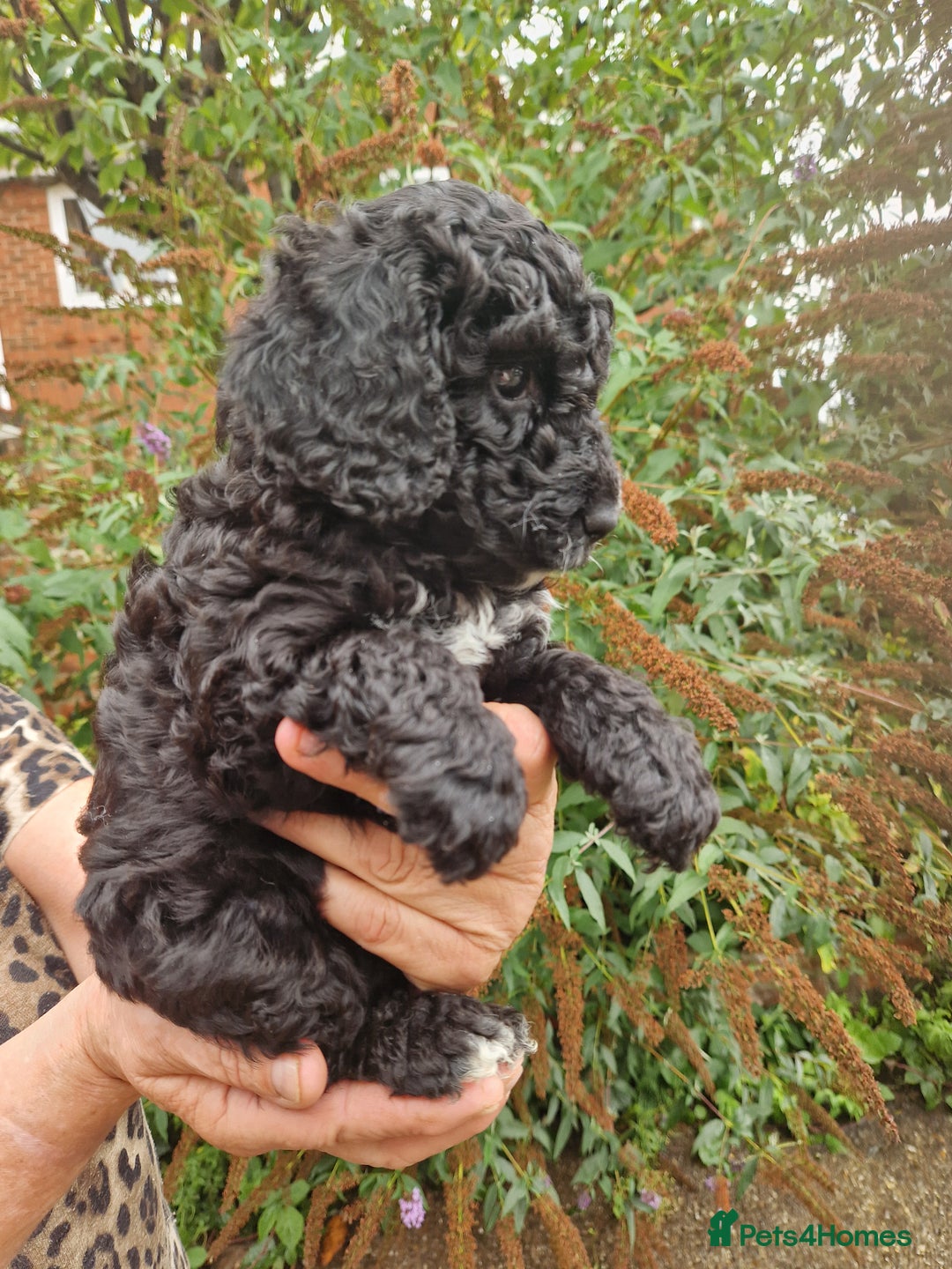 Cockapoo dogs for sale: VANASUZE SHOW TYPE F1b COCKAPOOS - Image 5