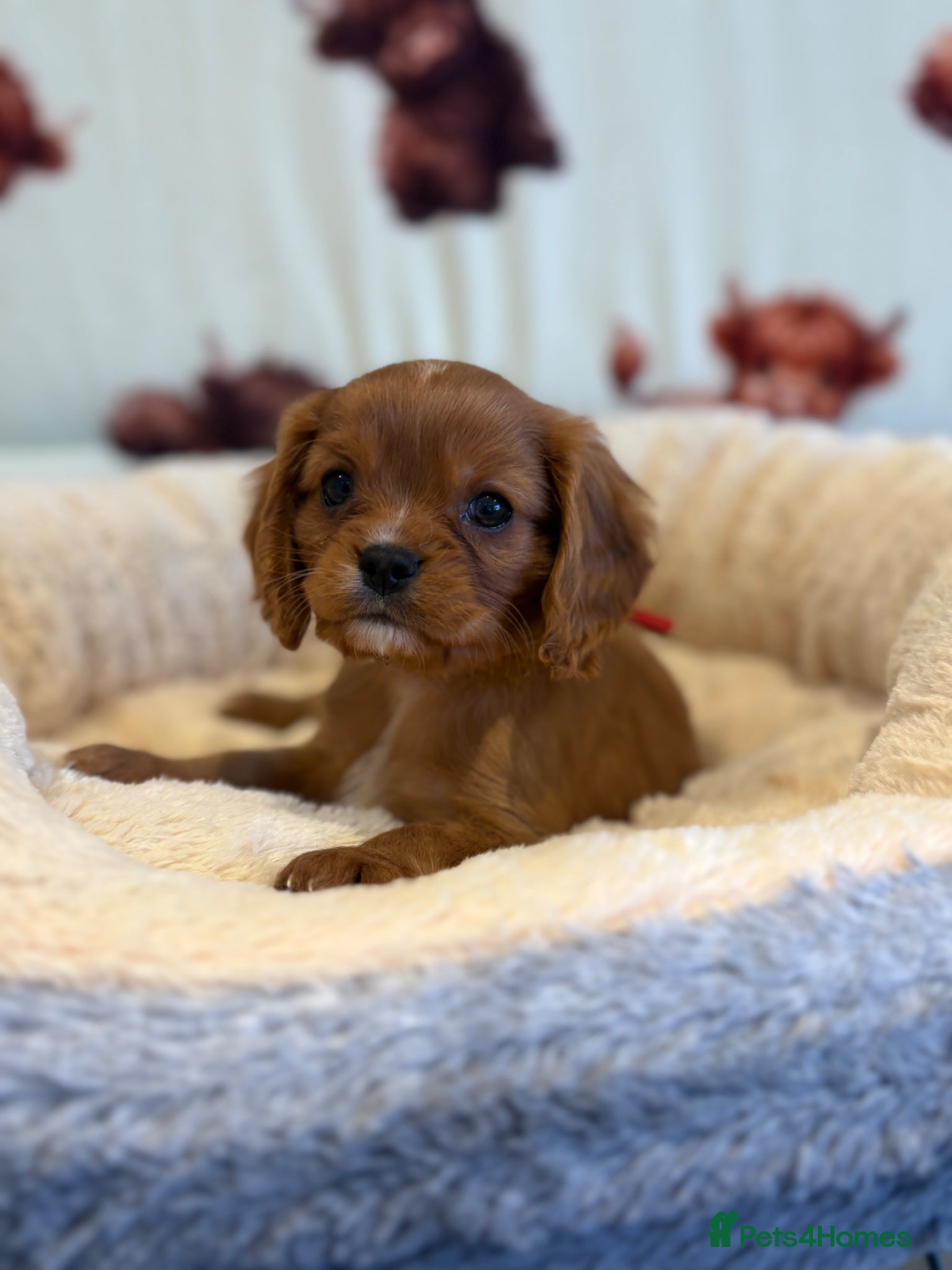 Cavalier King Charles Spaniel dogs Kc reg & health tested puppies  - Advert 1