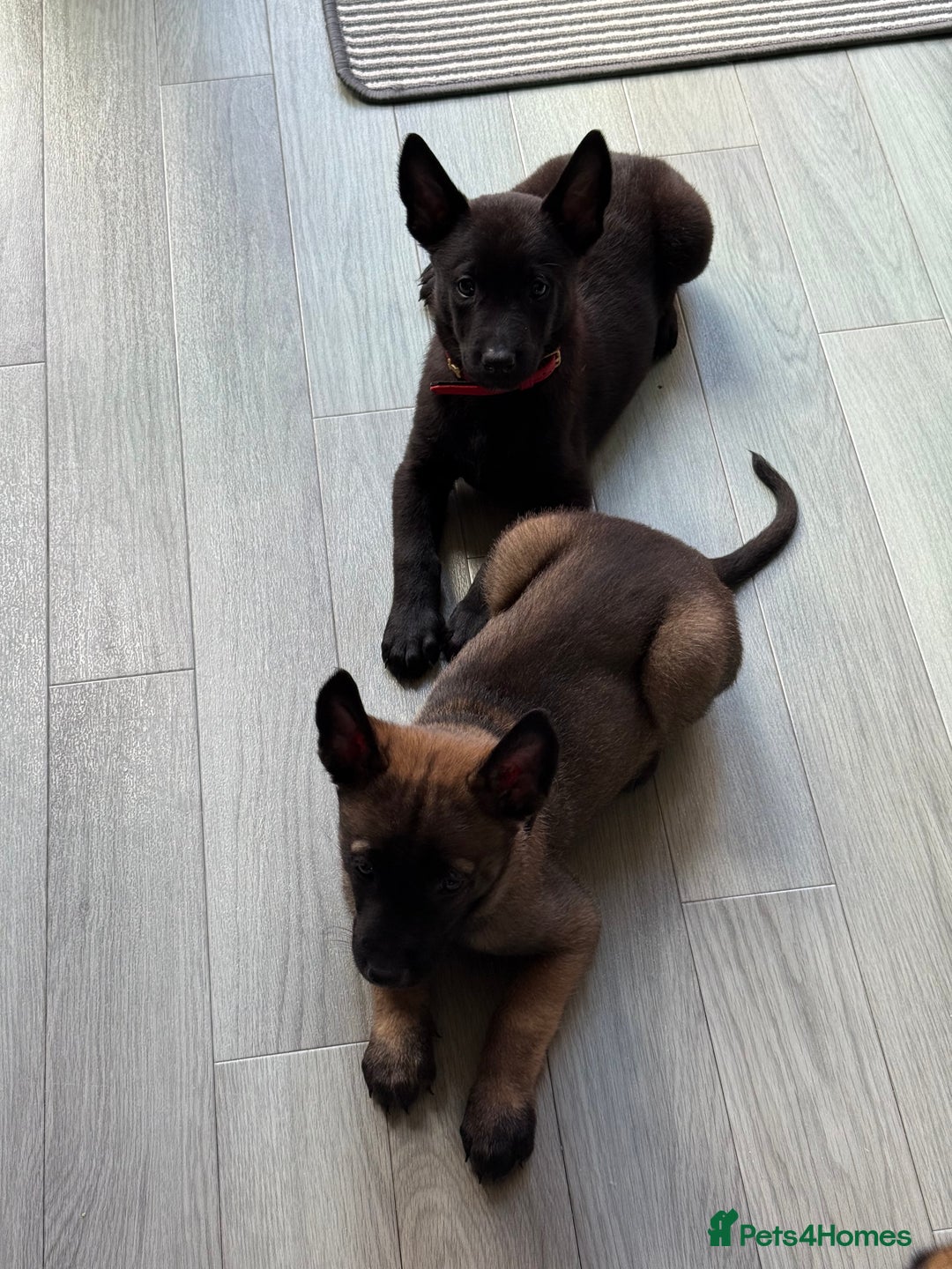 Belgian Shepherd Dog dogs for sale: Belgian Mallinois Male pups for sale - Image 1