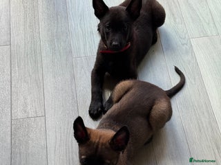 Belgian Shepherd Dog dogs for sale - Advert 1