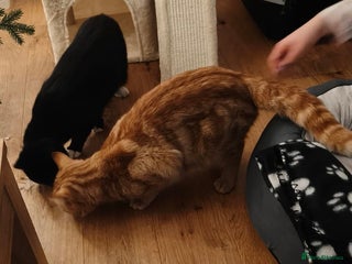 Domestic Shorthair cats Brother cats. One ginger and one black and white - Advert 2