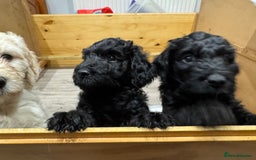 Goldendoodle dogs for sale: Golden doodle F1B stunning puppies  - Image 26