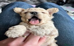 Cockapoo dogs for sale: Rare marked  small cockerpoo puppys  - Advert 10