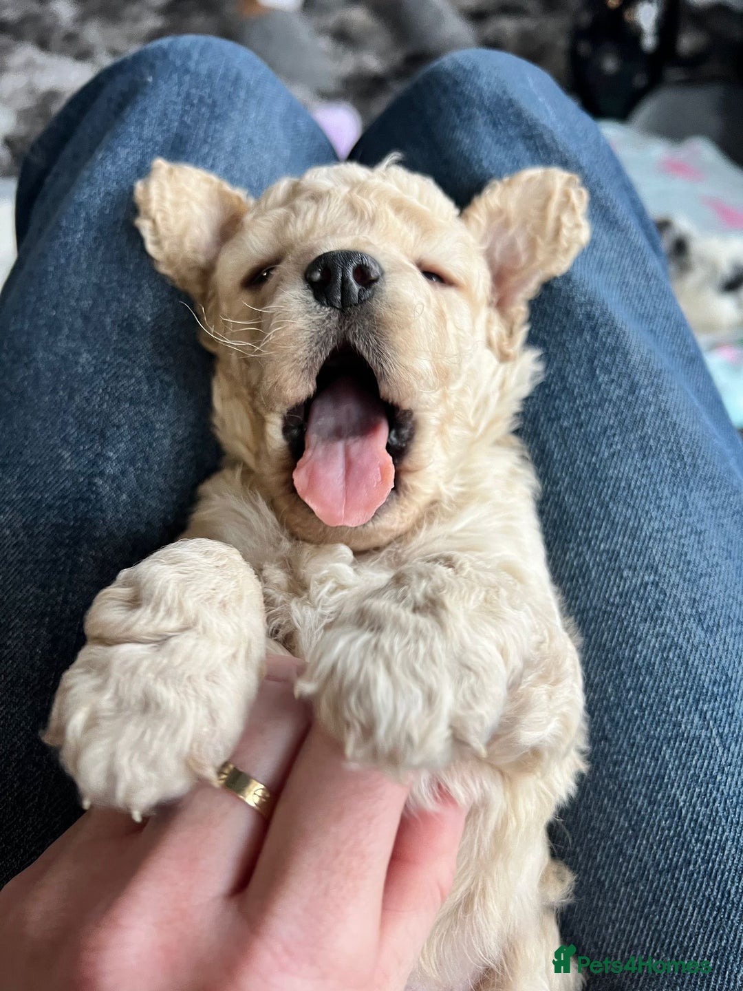 Cockapoo dogs for sale: Rare marked  small cockerpoo puppys  - Advert 10