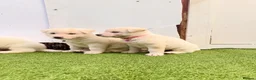 Akita dogs for sale: Akita puppy’s for sale in Birmingham - Advert 12