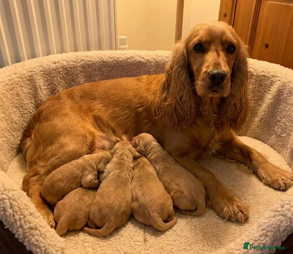 Cocker Spaniel dogs for sale: Cocker spaniel puppies in Edinburgh - Advert 1