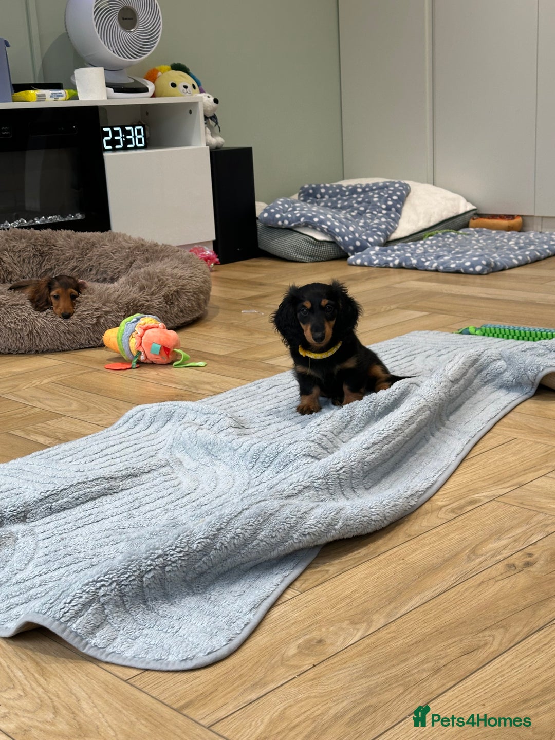Dachshund dogs for sale: KC Registered Quality Mini Dachshunds long hair  - Image 38