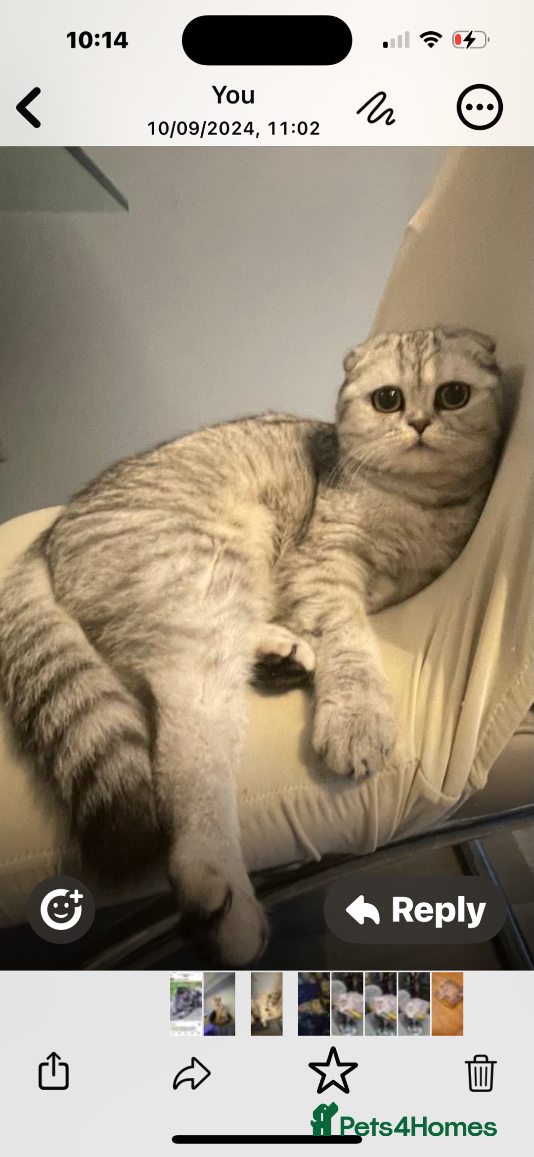 Scottish Fold cats for sale: Scottish fold kittens  - Image 8