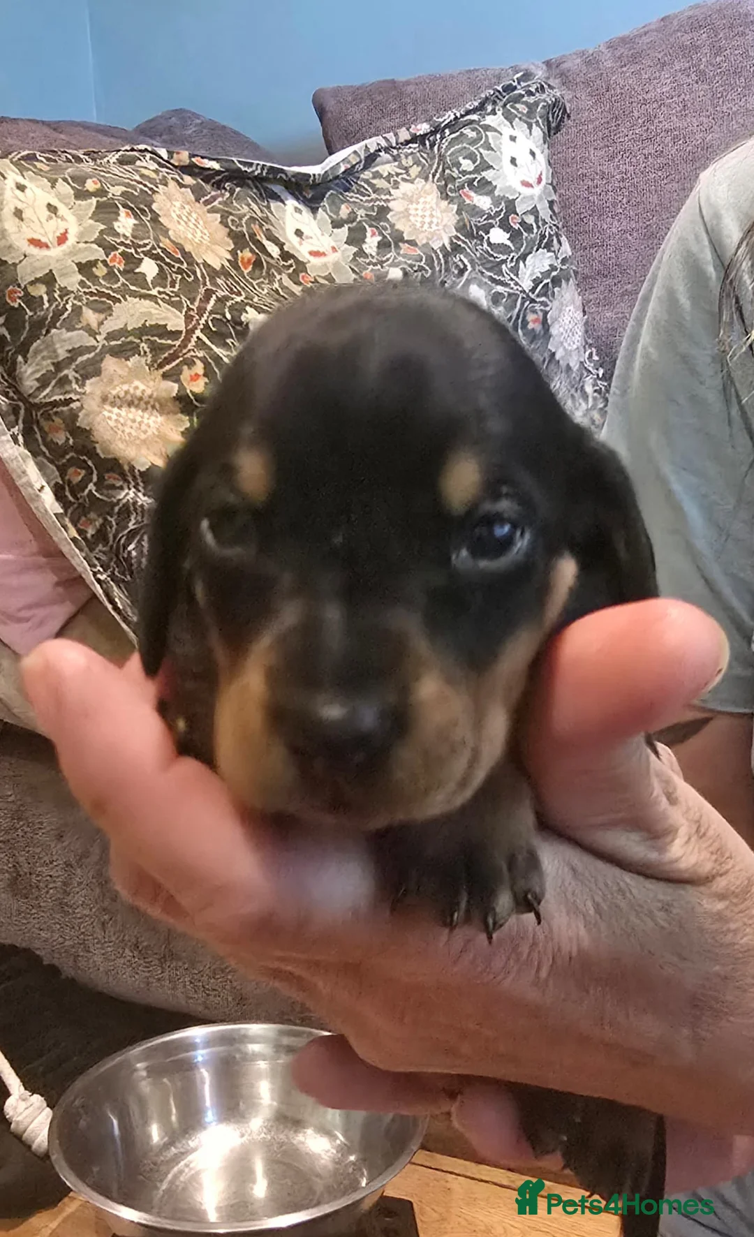 Dachshund dogs for sale: Dachshund  - Advert 15
