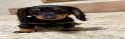 Miniature Dachshund dogs for sale: KC reg Long-Hair Black & Tan Miniature Dachhund - Advert 3