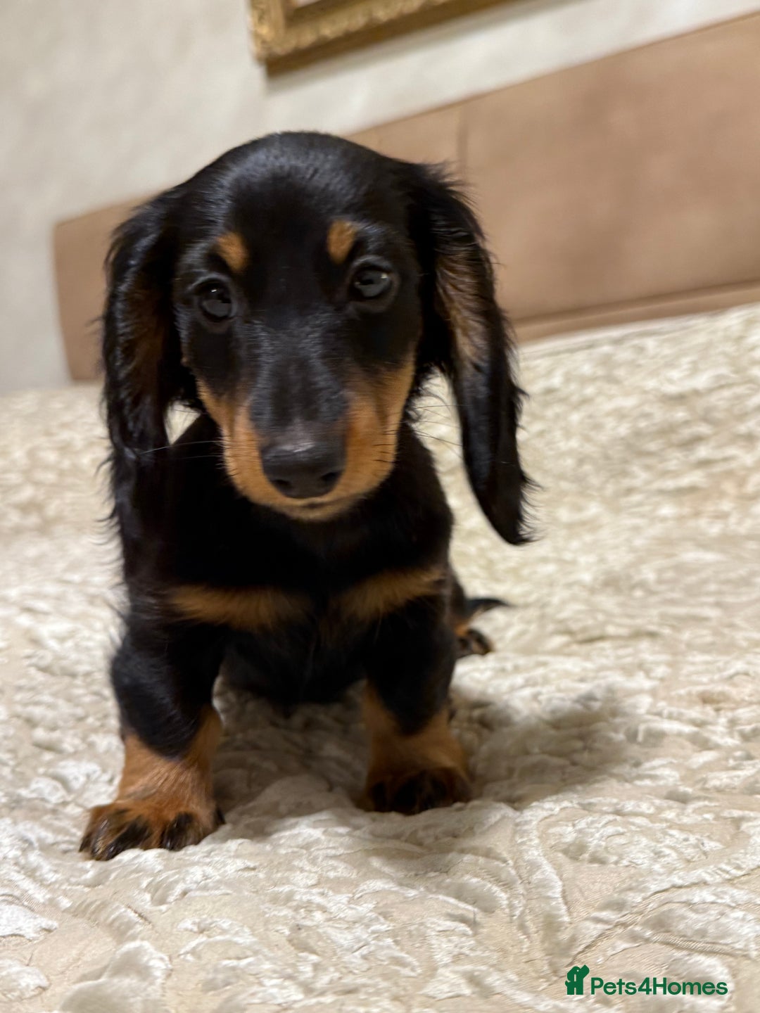 Miniature Dachshund dogs for sale: KC reg Long-Hair Black & Tan Miniature Dachhund - Advert 3