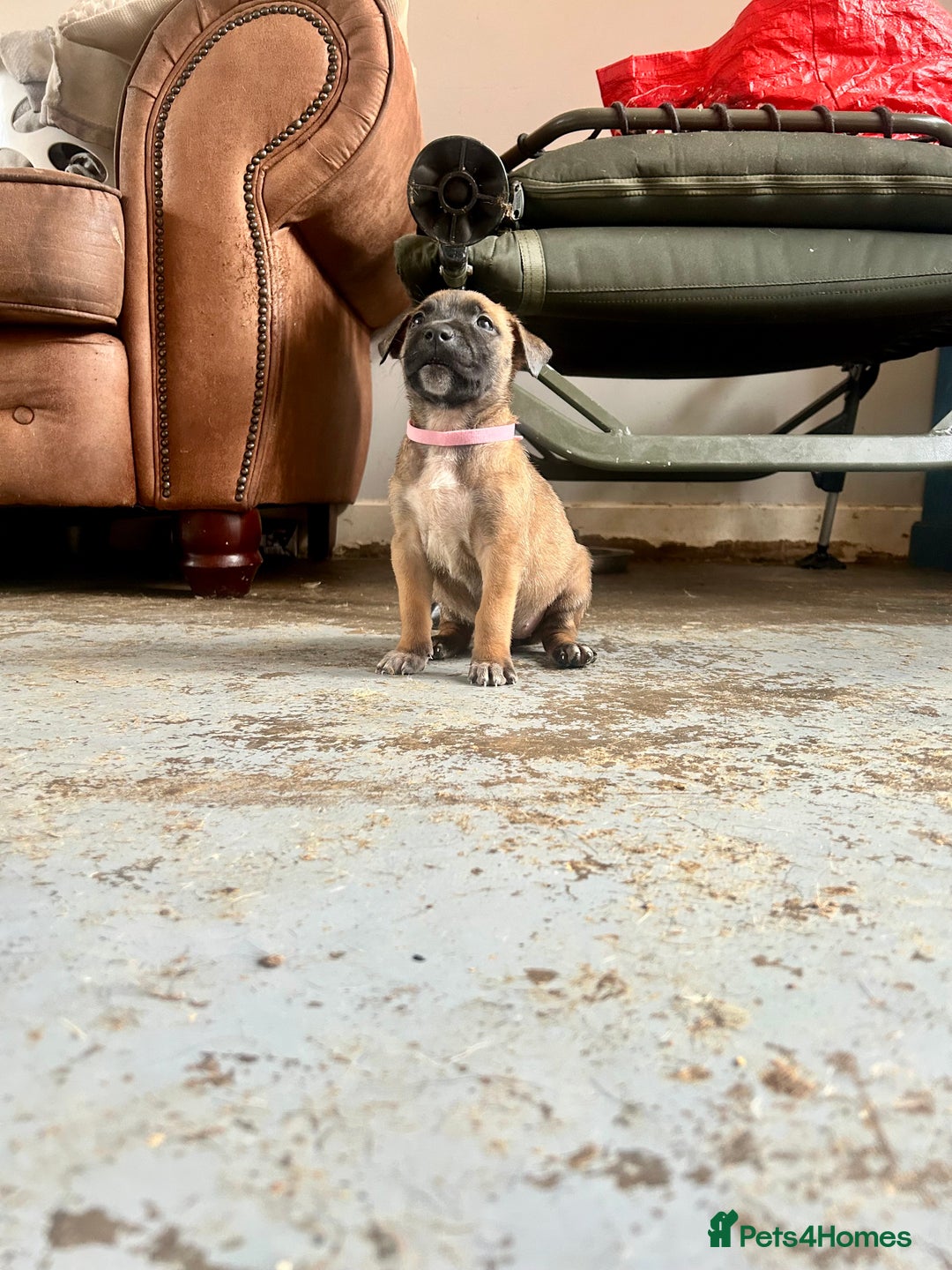 Mixed Breed dogs for sale: F1 bullherder puppies  - Image 8