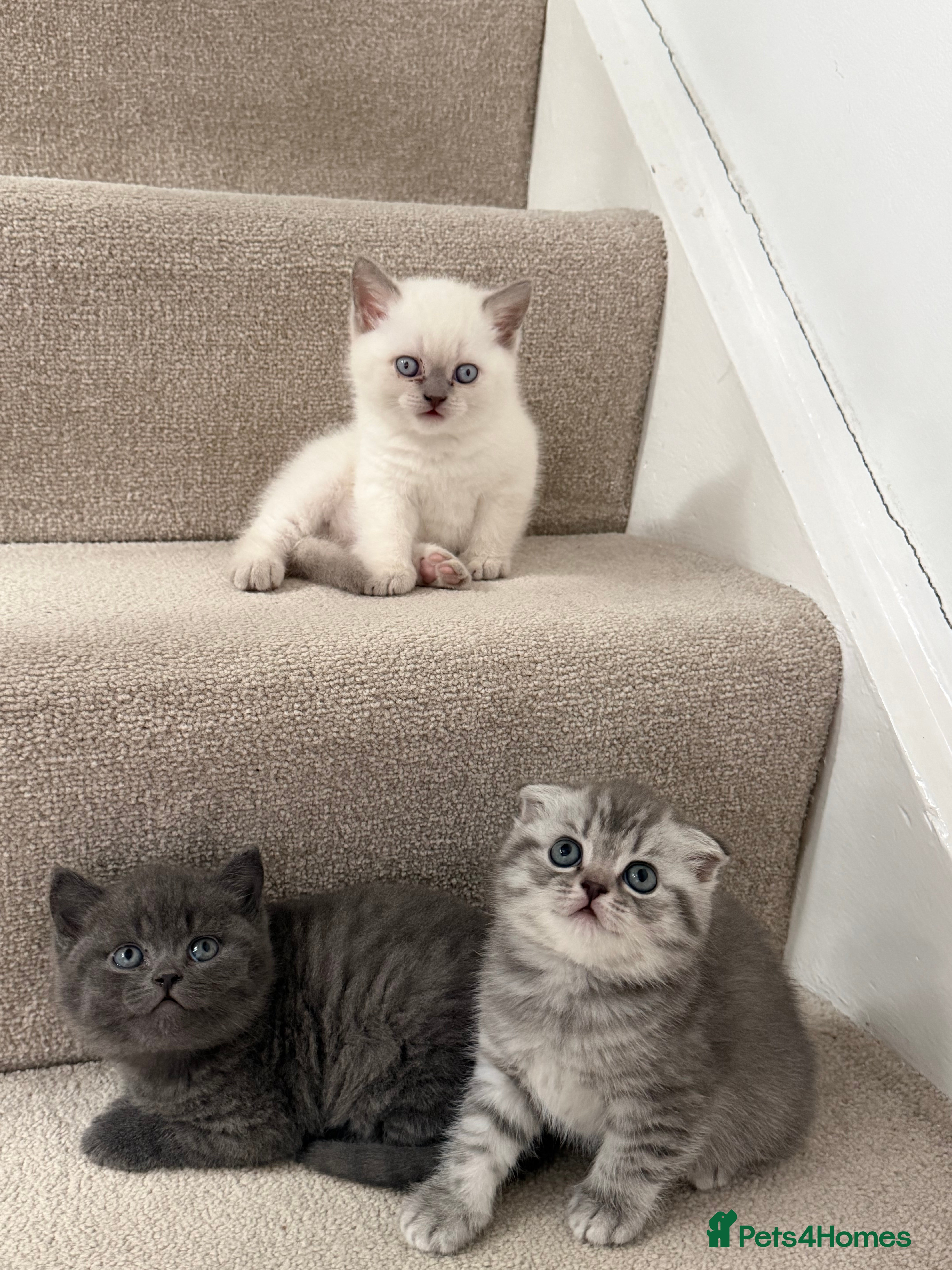 British Shorthair cats British Shorthair Ready for collection  - Advert 2