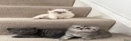 British Shorthair cats for sale: British Shorthair Ready for collection  - Advert 1