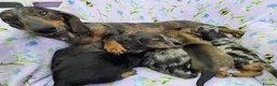 Dachshund dogs for sale: The Outstanding Boy Band is here💙🐶💚 - Advert 4