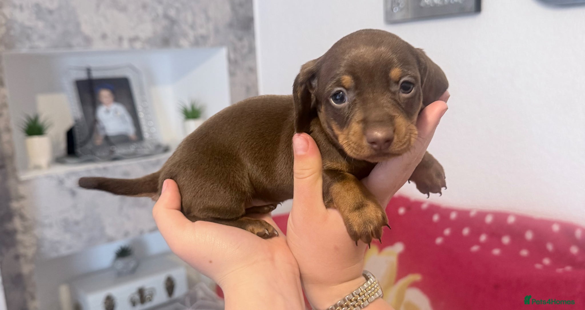 Dachshund dogs Beautiful dachshunds!  - Advert 3