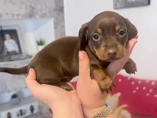 Dachshund dogs Beautiful dachshunds! - Advert 3