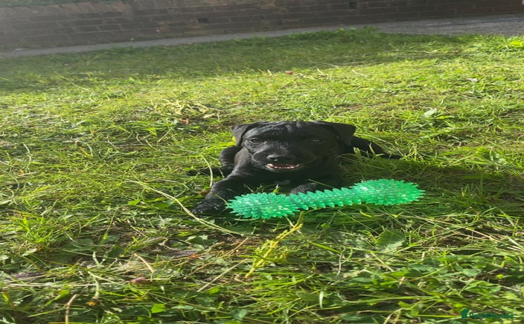 Patterdale Terrier dogs - Advert 1