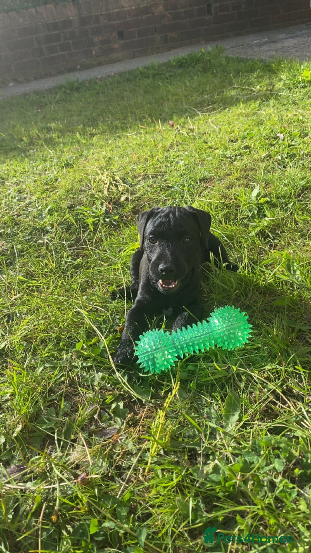 Patterdale Terrier dogs for sale: Milo  - Image 1