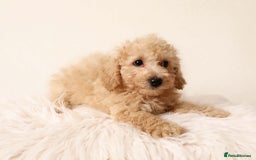 Cavapoochon dogs for sale: Stunning Cavapoochons ready now  - Image 4