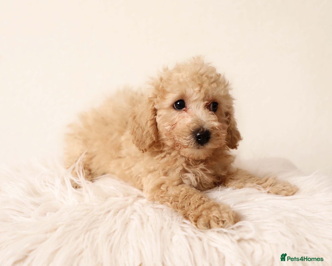 Cavapoochon dogs for sale: Stunning Cavapoochons ready now  - Image 4