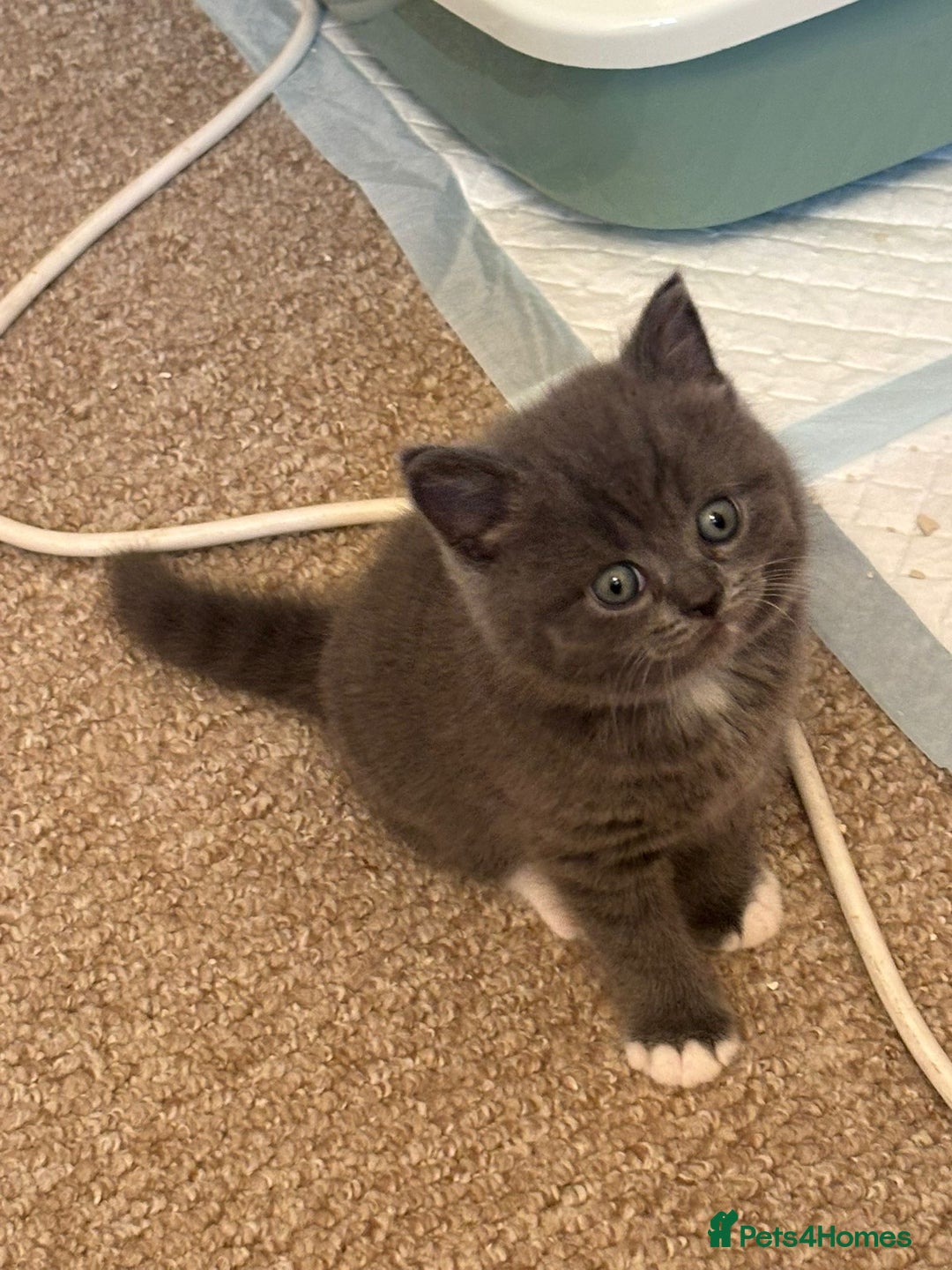 British Shorthair cats for sale: beautiful and cute kitten for sale  - Image 11