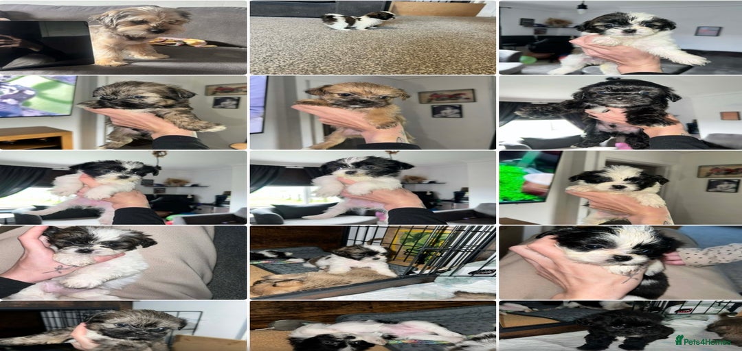 Gallery Image {{count}}