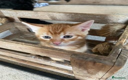 Mixed Breed cats for sale: Ginger and black kitten  - Image 1